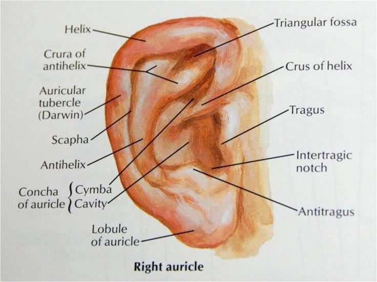 Ear structure